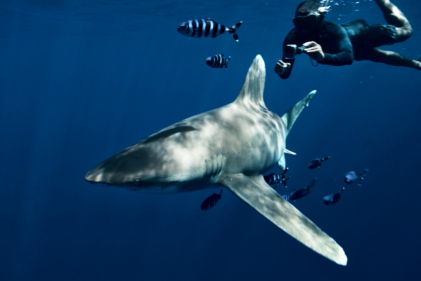 Shark Heaven 8 Nights