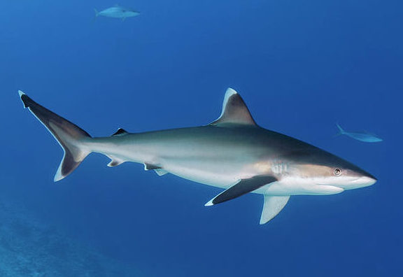 Shark Heaven 10 Nights