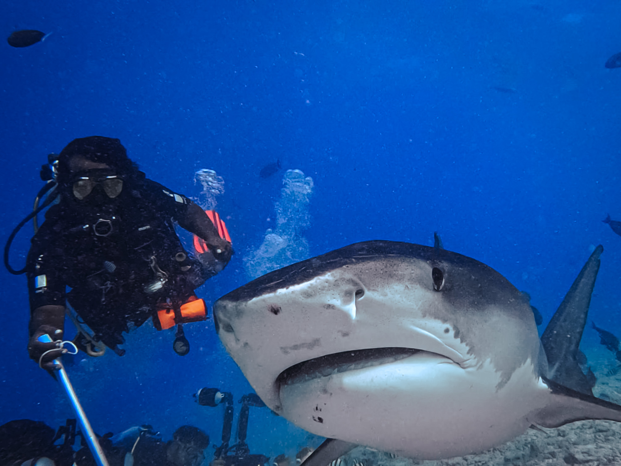 Shark Heaven 3 Nights