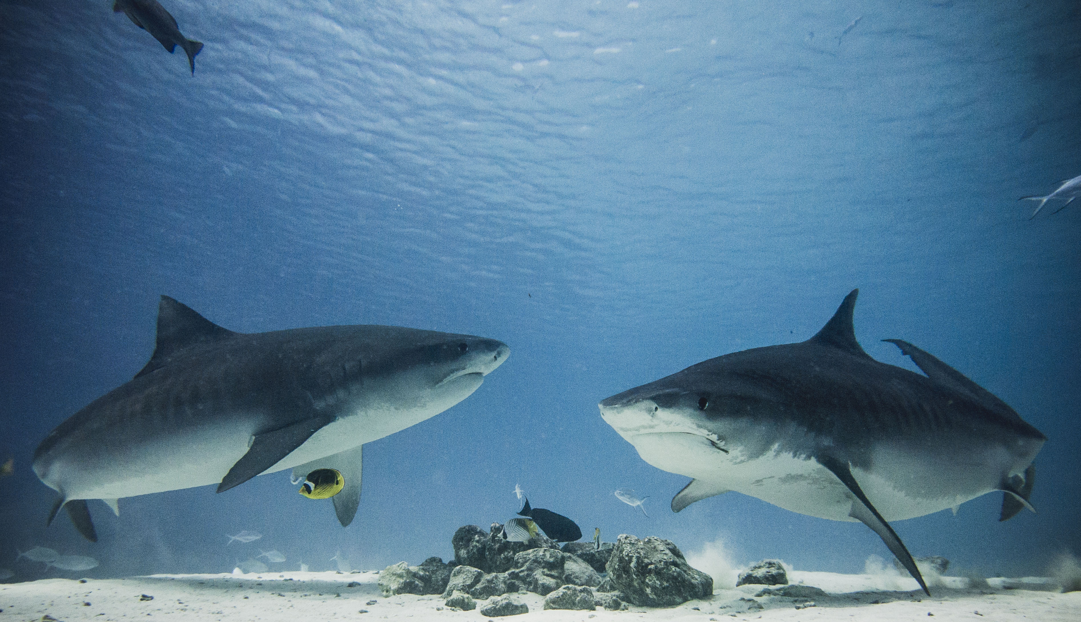 Shark Heaven 6 Nights