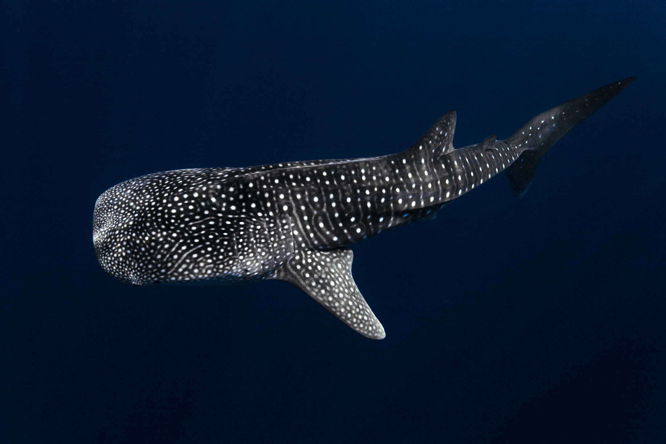 Whale Shark Point